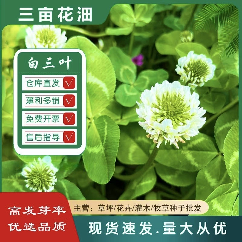 Белый клевер, красный клевер, оптовая продажа, зеленое удобрение для садов, семена клеверной травы, вечнозеленые круглый год
