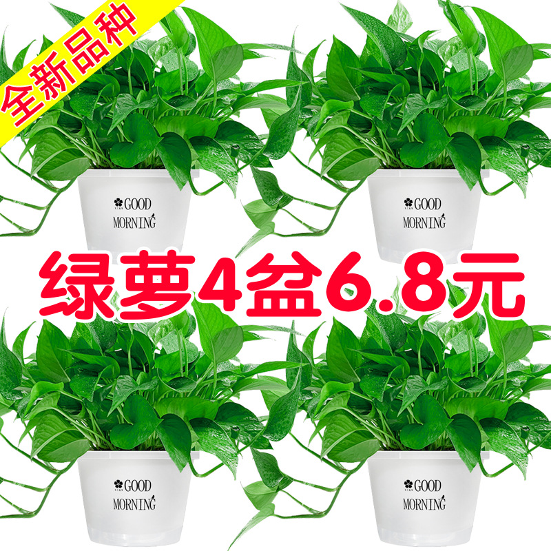 Green Radish Potted Plants Are Easy to Grow Indoors in the Living Room, Absorbing Florals and Plants, Large Leaves, Long Vines, Large Pots of Green Baskets, Wholesale Formaldehyde-Removing Green Plants