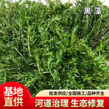 ������������~��ˮ��ֲ�����ˮ�|�нӹ���ˮ��ɭ�����l���̼�