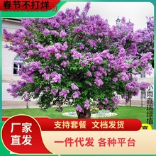 һ�����l���㻨�����҃���ͥԺ���Ե��ԝ�����ֲ�ﻨ���ϱ����ļ�
