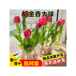 ������N��N������ˮ��������Gֲֲ�ﻨ�ܶ༾�_�����B��