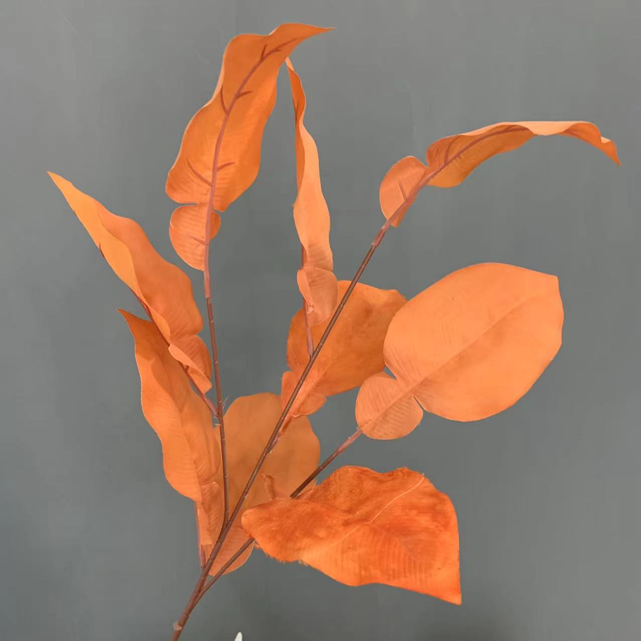 Grapefruit leaves-orange