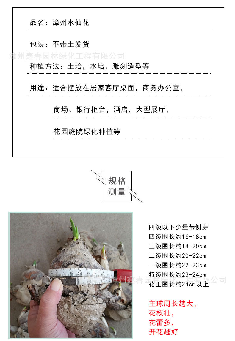 水仙花详情图_03