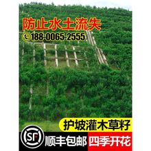 �o�¹�ľ���Ѻ�֦�����뻱С�ڻ��G�l�iʺ���̻����y�Ϛg��ľ�N��