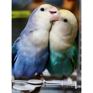�}�v�����B�����fԒ�Ļ�Ƥ�W�^���B���PС���B��С�����B�B���w��