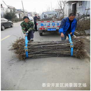 ɽ�|ɽ高������l �޽�ɽ��� ��ɽ髴��ɽ高���r��