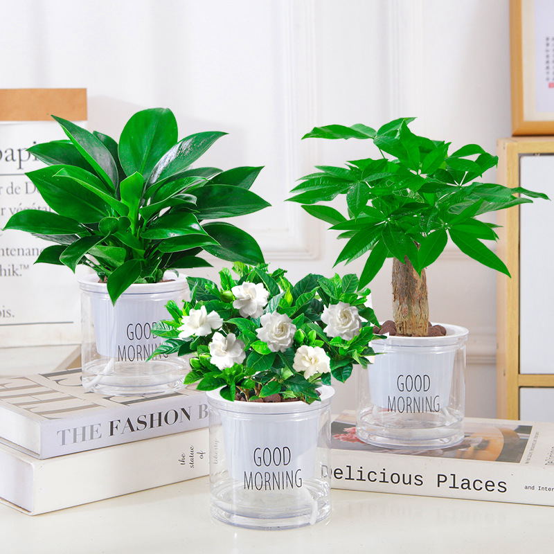 [특가] 골든다이아몬드 + 머니트리 + 치자나무(굿모닝 세면대) + 영양액