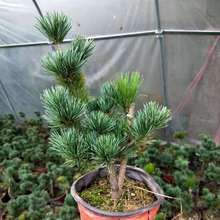 五针松小苗正宗嫁接短针日本宫岛大阪盆景树苗