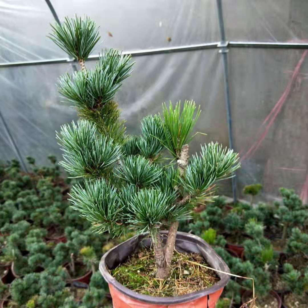 五针松小苗正宗嫁接短针日本宫岛大阪盆景树苗