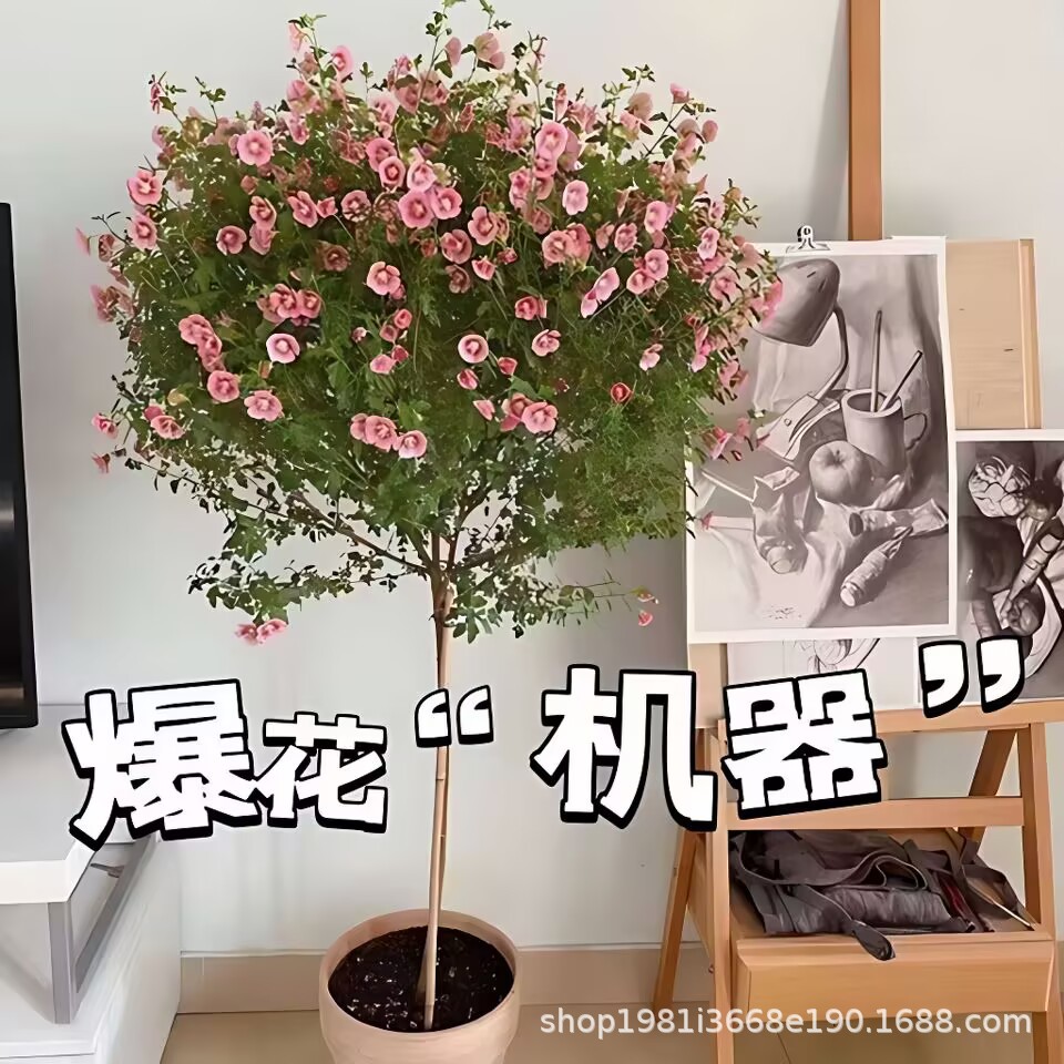 小木槿独杆棒棒糖盆栽花卉四季开花好养阳台庭院薇草莓木槿花