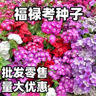 ������֥�ѻ����N�����ļ����N�ͺ������L���L�̨�׻�ܷN��