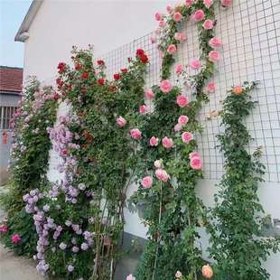 Rose Seedlings, Vine Roses, Extra-Large Flower Trees, Courtyard Climbing Vines, Balcony Florals, Rose Potted Plants That Bloom in All Seasons