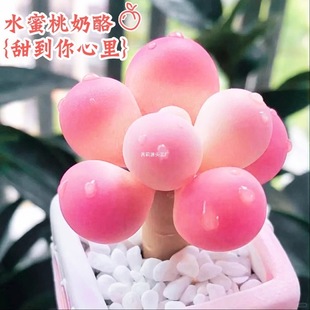 Cheese Succulents, Indoor Potted Green Plants, Rare Varieties, Glutinous Rice Balls, Small Succulent Flowers and Plants, Easy to Feed