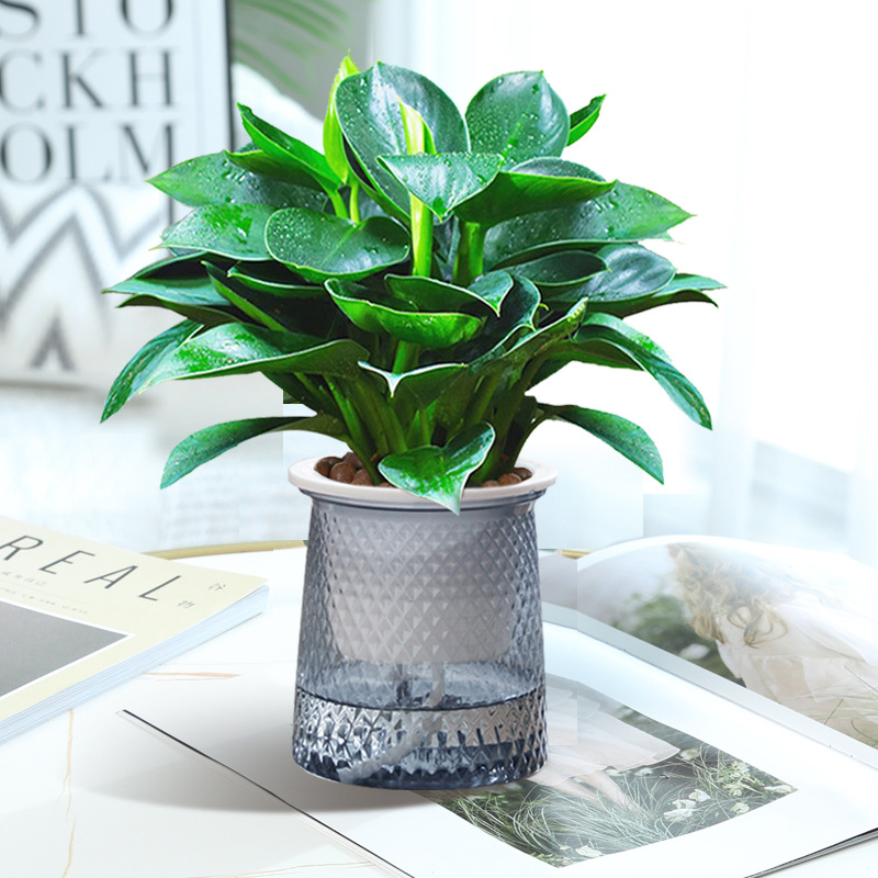 황금다이아몬드 3그루 약 25cm(별화분) + 영양액