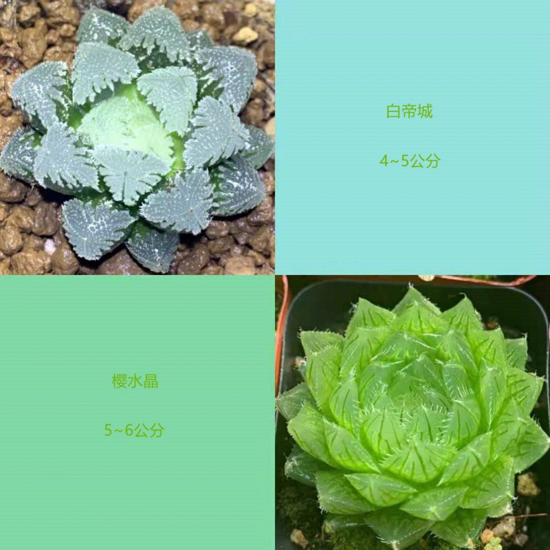 바이디시티 + 체리 크리스탈 (무료 컬러 스톤)