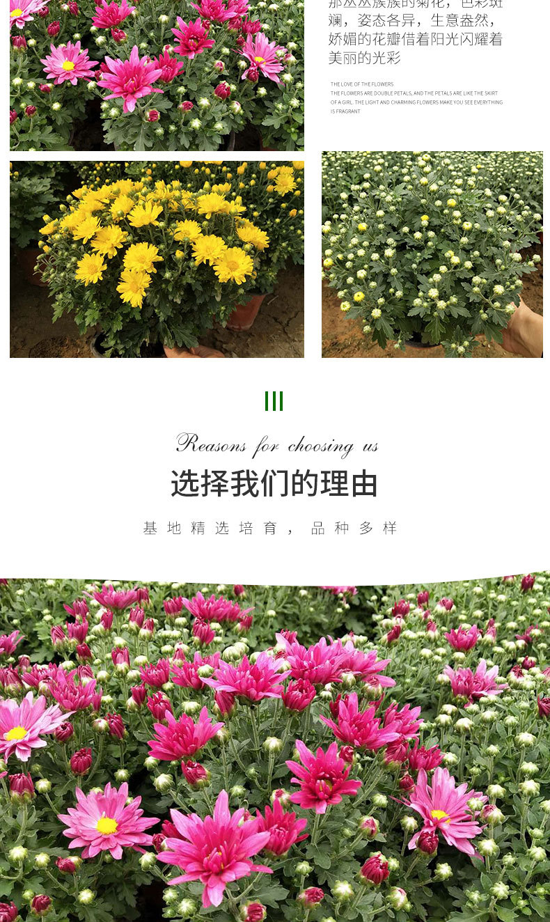国庆菊（千头菊）详情_02.jpg