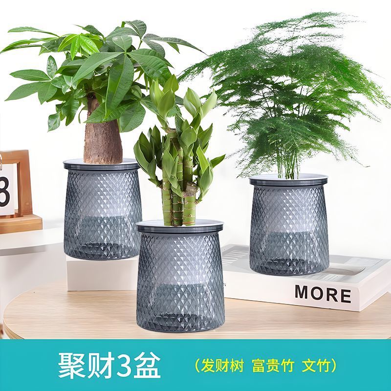 [별이 빛나는 분지] 돈나무/아스파라거스+/행운나무