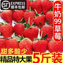 大凉山冬草莓现摘现发新鲜孕妇水果牛奶红颜大草莓3/5斤顺丰包邮