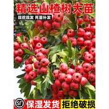 山楂树活苗大五棱大金星山楂嫁接果树大苗南北方庭院种植盆栽地栽