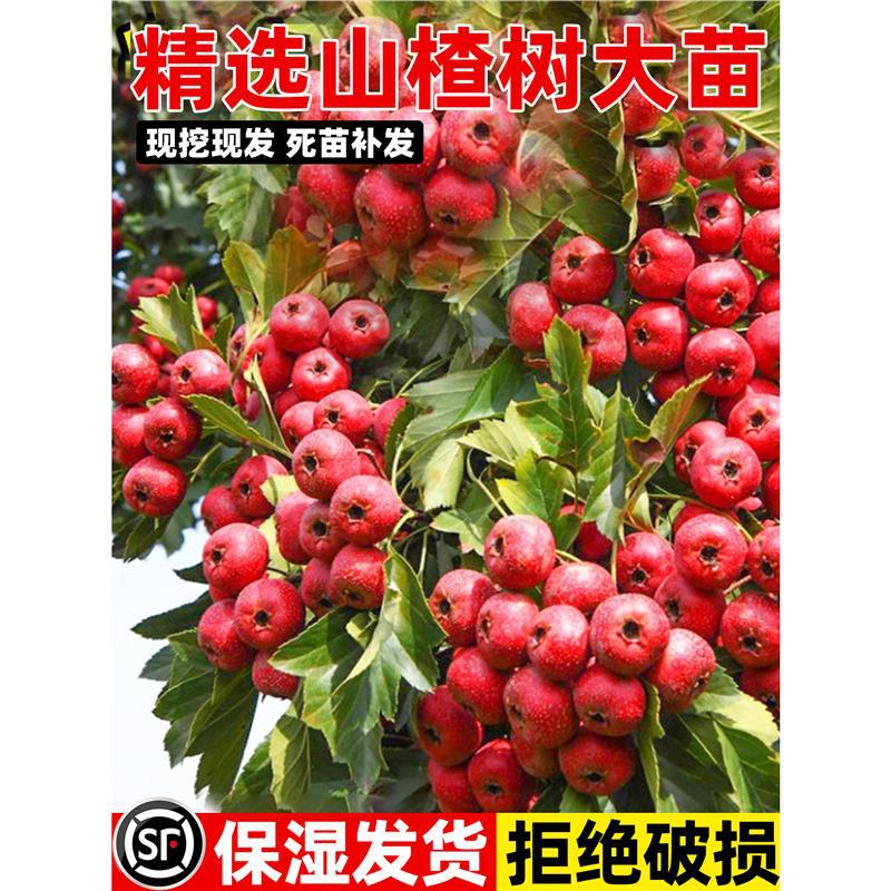 山楂树活苗大五棱大金星山楂嫁接果树大苗南北方庭院种植盆栽地栽