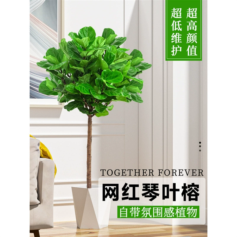 Qin Ye Banyan большое зеленое растение большой лист старый ворс Золотой баньян японский стиль внутренняя гостиная зеленое растение большой пол в горшке