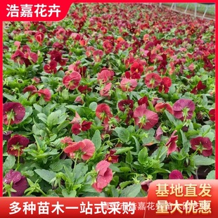 Viola Flower Seedlings, Small Flower Seedlings, Winter Greening, Cold and Drought-Resistant Outdoor Courtyard Balcony Planting Flower Seedlings, Viola Seedlings