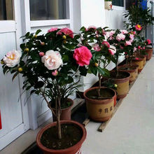 ļF軨ԎͥԺ҃ɫ绨ֲ