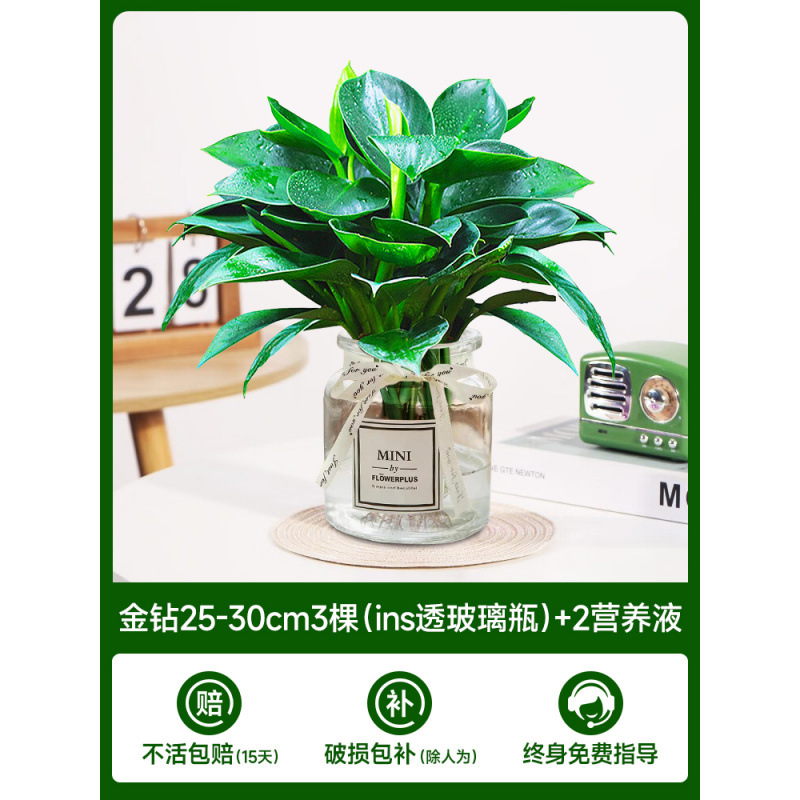 수경 금다이아몬드 25-30cm 3그루(유리병 내) + 영양액 2개