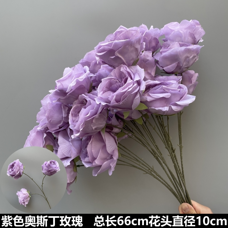 보라색 오스틴 로즈