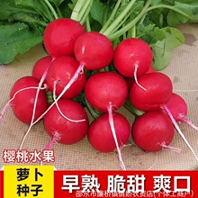 �������}���N�ӡ�ˮ��С�}���N���ļ��߲˷N���̨����ˮ�}����
