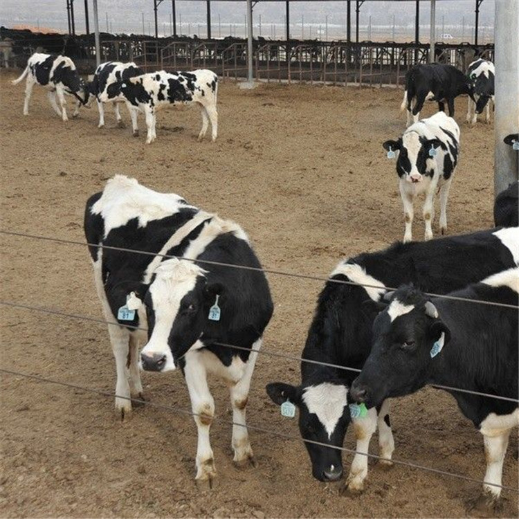 奶牛养殖场利木赞和奶牛哪个好养奶牛多少钱一头