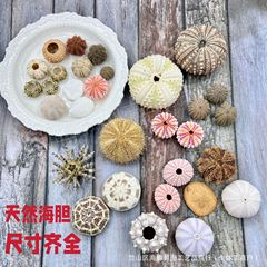 天然ウニの殻文化的で創造的な手作り diy ナイトライト素材装飾エアパイナップルベースクラフトシェル標本