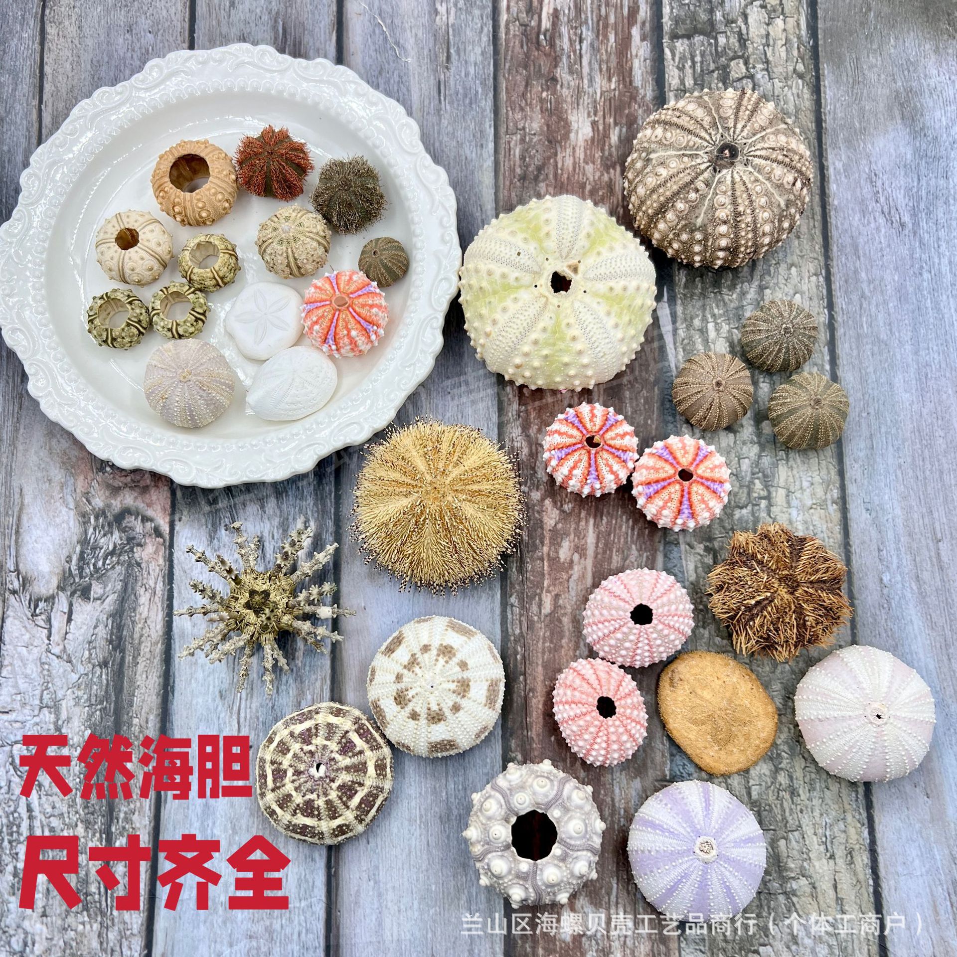 天然海胆壳文创手工diy小夜灯材料装饰空气凤梨底座工艺贝壳标本