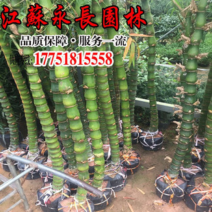 Nursery Wholesale Buddha Belly Bamboo Bamboo Tortoise Bamboo Arhat Bamboo Large Favorably Tortoise Bamboo Seedlings Quality Assurance