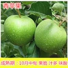 “Green Apple”, iPhone5, 5 years, 81cm, 110cm