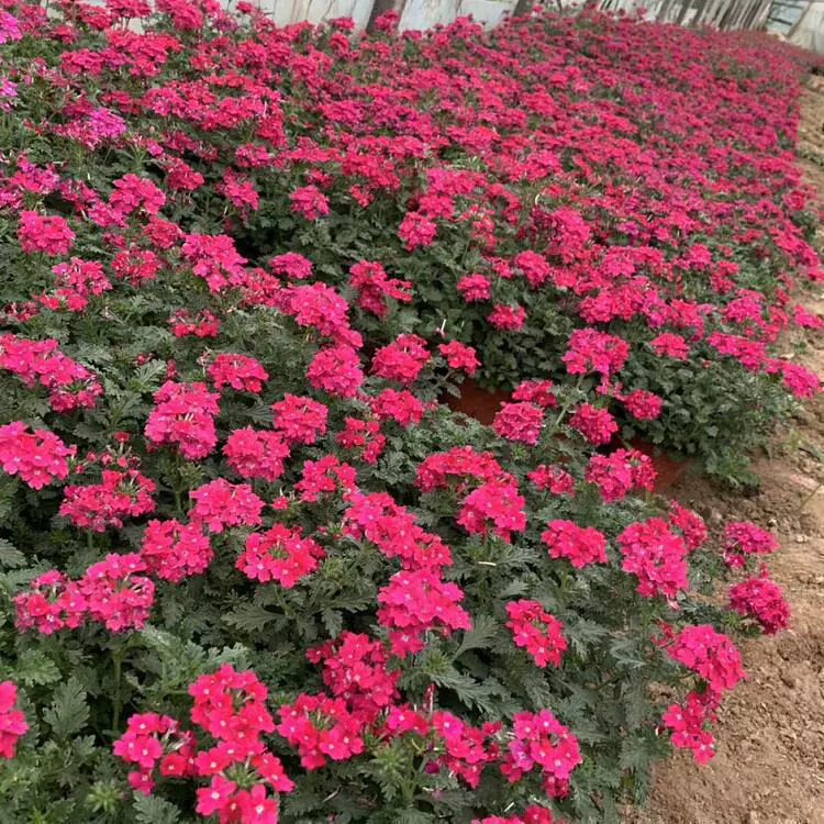 Саженцы седума «Восемь сокровищ» для инженерных работ, саженцы седума «Восемь сокровищ» различных размеров, полные сорта и характеристики для заводского озеленения.