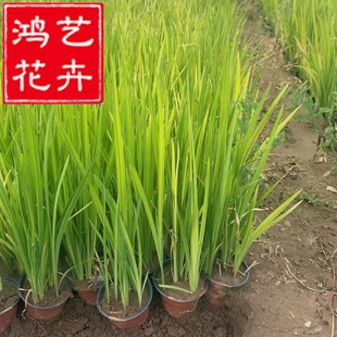 ˮ���Sβ�S�������Sβ�ϻ��Sβ���ظ����������Sβ����������ֲ��