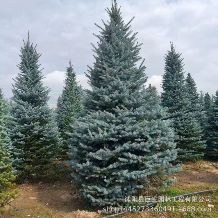 Сосна 3m Зеленая ель 4m Ель Полные характеристики Проект по озеленению 5m Ель Синяя ель