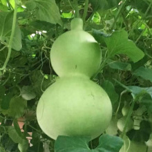 ƺJNӾɺJNӌJN߲˷N^p