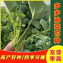 多多油菜苔种子 约1900粒 蔬菜种子批发芸苔菜芸薹菜薹寒菜籽