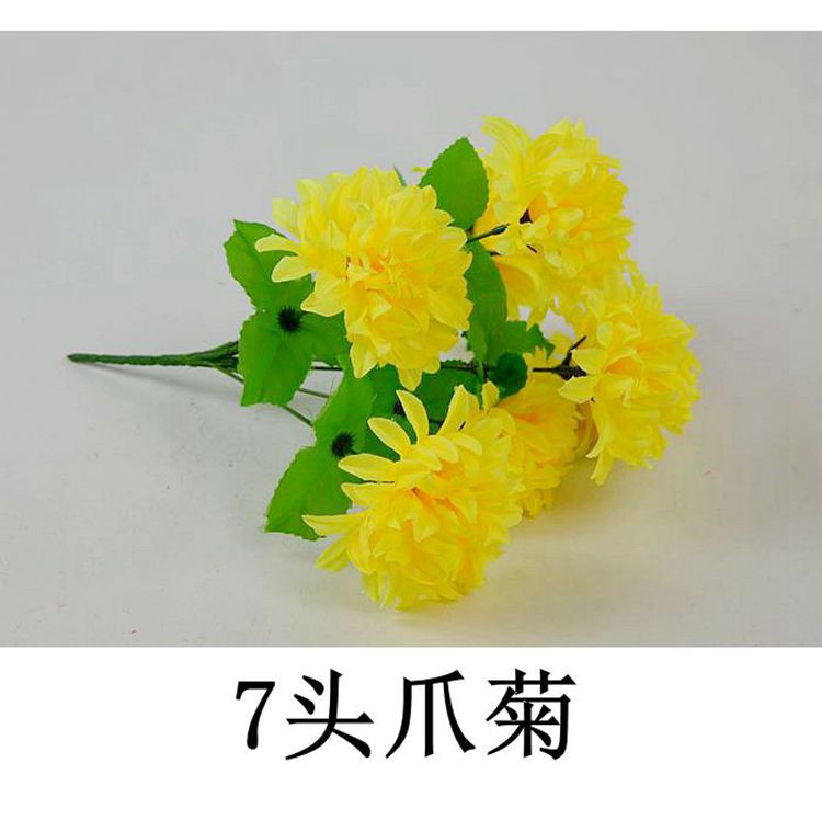 7头爪菊7.jpg