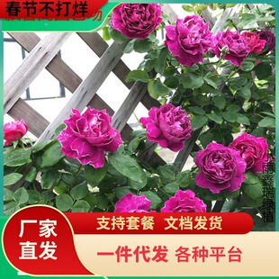 һ�����l�󻨝����ٱ��¼��������̨õ�廨�����Ի��@��������
