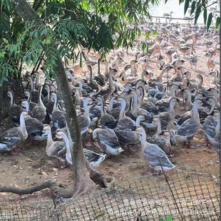 1��Ó�ت{�^�Z���������ش�N�{�^�Z���糱�����^�{�^�Z�Z��