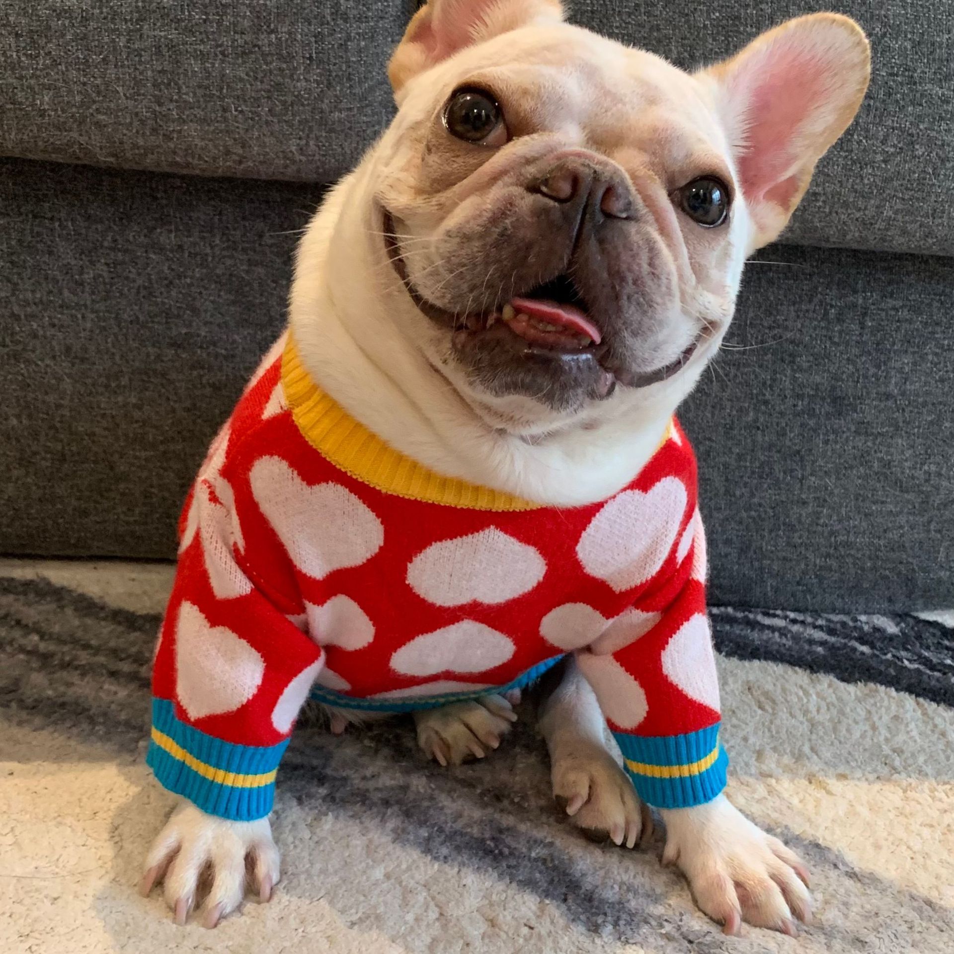 Pet Hoodie Image 3