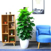 Green Luo Pile Plant Plant Living Room Potted Big Leaf Green Pillar Office Office is good at raising a new home and a new home.