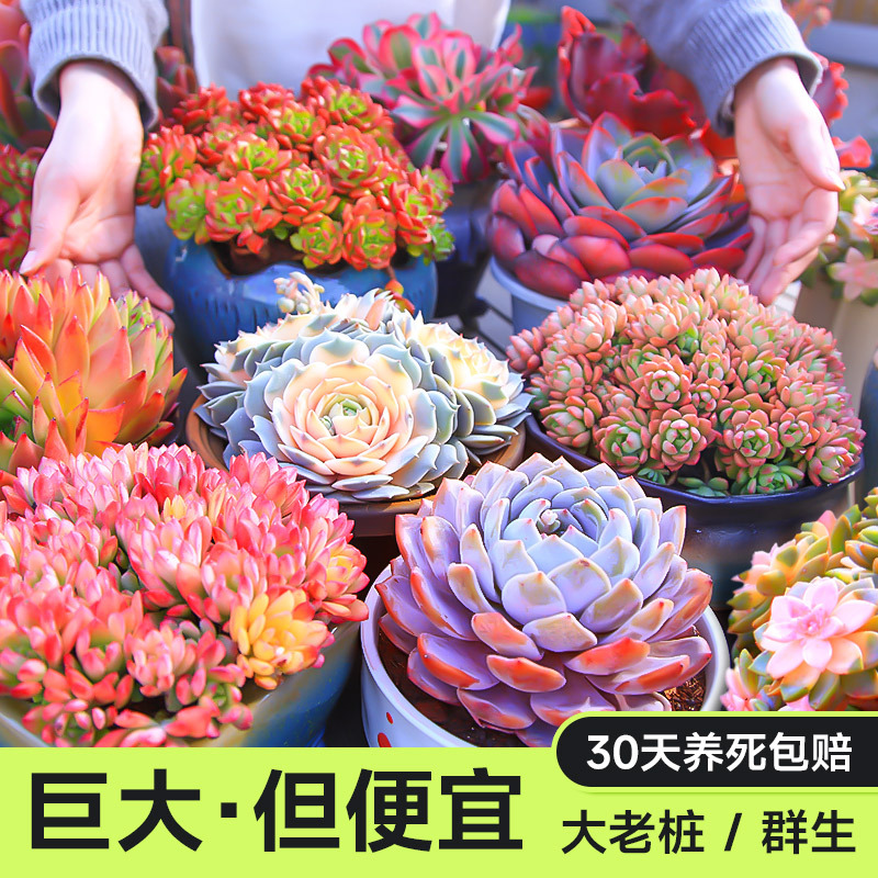 云南巨无霸多肉群生老桩大株植物花卉橙梦露法师劳尔洛可可