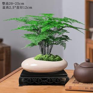 Asparagus Potted Plants Indoor Living Room Chinese Zen Bonsai Green Plants Office Decorations Classy Florals Easy to Feed