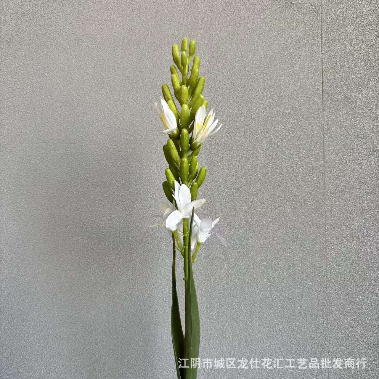튜베로즈