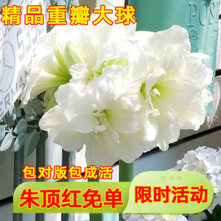 ����g��ӡ��Æ�����피t�M���ذ�N�򰢸��׷N�ӻ��ܾGֲ����