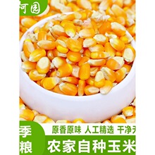 农家玉米粒干新玉米棒子食用玉米宠物动物饲料粗粮鸽粮钓鱼仓鼠粮